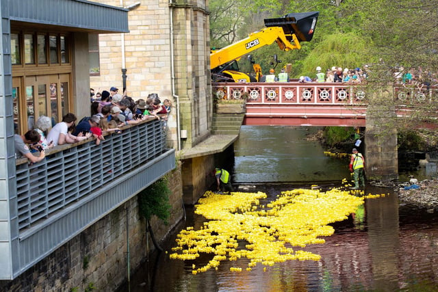 Each year hundreds of plastic, yellow toys are thrown into rivers and streams for duck races held across the county. Duckmania usually comes to Hebden Bridge on Easter Monday when the ducks – up to 10,000 – are all launched at the same time into the River Calder from St George’s Bridge. A similar duck racing event is also held in Ripon on Easter Sunday.