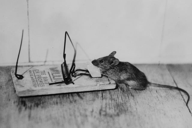 They say you’ll never build a better mouse trap and so far they have not built a better one than James Henry Atkinson’s ‘Little Nipper'.
Although not the first mouse trap ever invented, Atkinson – an Ironmonger from Leeds – came up with the design that you’ll recognise from cartoons and games all the way back in 1899, still manufactured to this day.