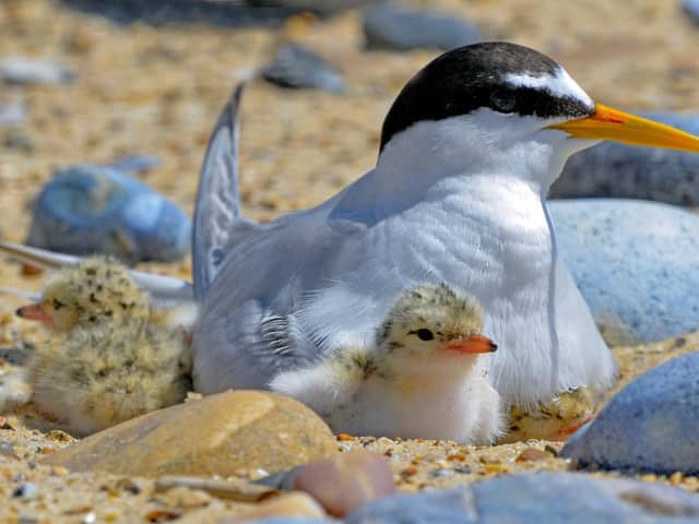 Birds can nest in all manner of places, says the RSPB (photo: Kevin Simmonds (rspb-images.com))