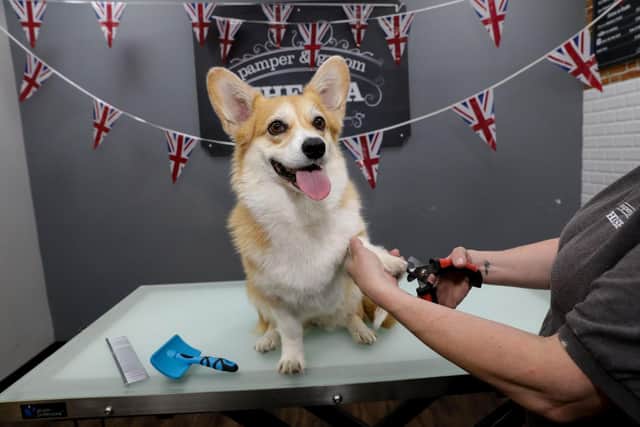 Lily the corgi gets her Jollyes' groom