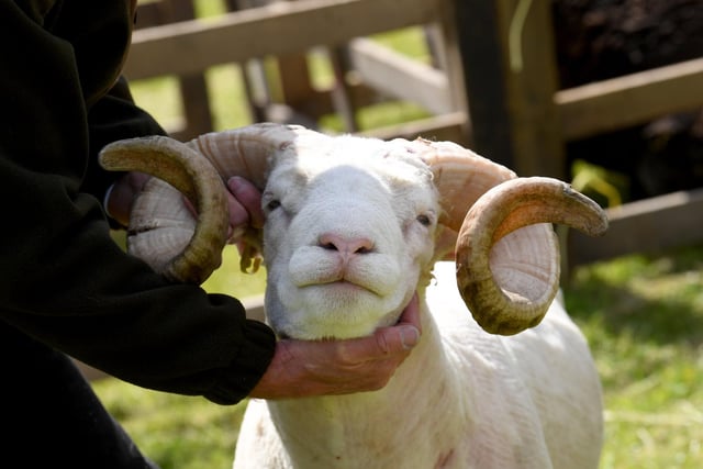 Todmorden Sheep Show