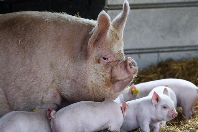Pay a visit to the Home Farm at Temple Newsam, Leeds, around a 45 minute drive from Halifax. Get up close to the spring time babies and all other rare breed farmyard favourites. Pre-booking is required.