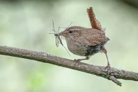 Last year’s first place, Barbara Lansdell  ‘Banquet for a Wren’