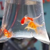 RSPCA campaign calls for ban on giving away goldfish as prizes