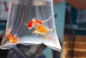 RSPCA campaign calls for ban on giving away goldfish as prizes