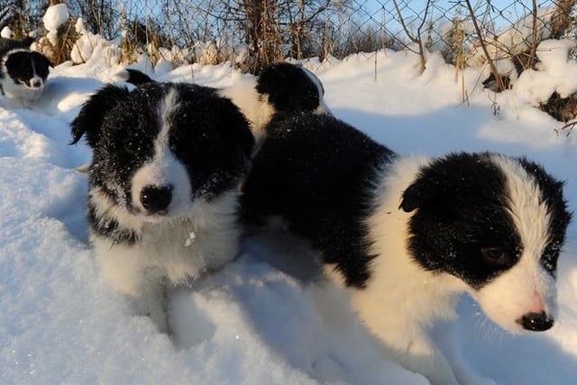 The Border Collie is a naturally very happy breed, but they are in their ultimate doggy heaven when out-and-about exercising. You'll not see a dog more in its element than a delighted Border Collie racing across fields.