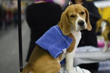 The American Kennel Club describes the Beagle as "happy-go-lucky, merry, and friendly" and their naturally smiley faces reflect their usual mood. When they are happy, like most dogs, they will wag their tail - but when a Beagle is really happy they will wiggle their entire body.