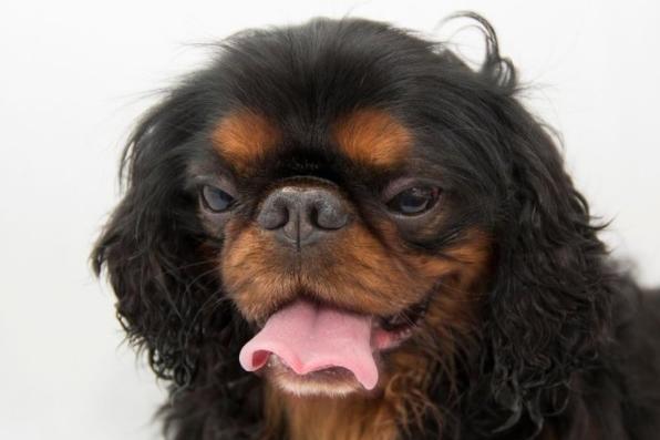 Known as the English Toy Spaniel in the USA, the King Charles Spaniel needs very little to be happy. Give them a few laps of the garden and a comfortable spot to nap and they'll be utterly content.