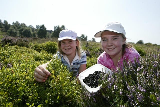 Picking bilberries on Norland Moor back in 2003.