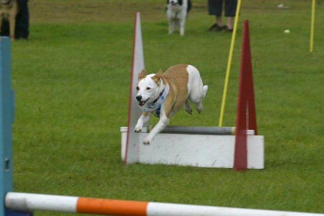 Kim the dog takes part in flyball in 2005.