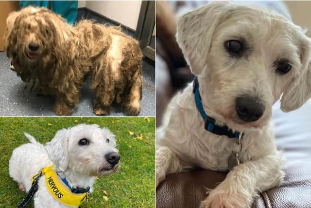 This is the incredible transformation of a dog after he was rescued with fur so matted he couldn't move.