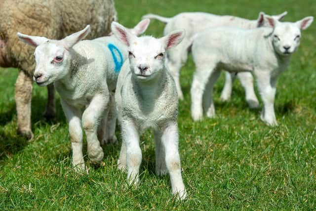 Lambs have been killed by a dog in Hebden Bridge
