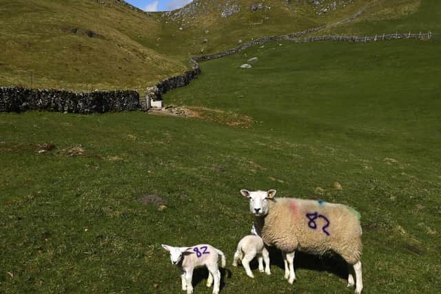 Police officers are investigating another sheep worrying incident