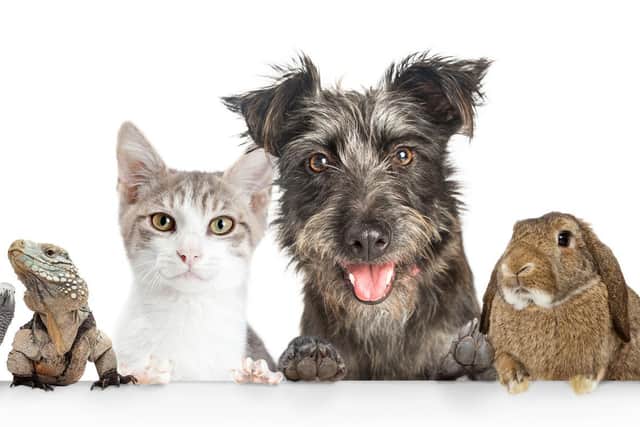 Still chance to enter our Top Pet competition and win a £50 voucher