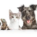 Enter our Top Pet competition now to be in with of chance of winning a £50 voucher