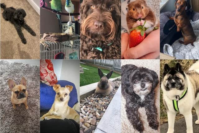 Revealed: Our Top Pet competition shortlist - watch them in action and vote now for your favourite