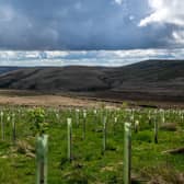 Over 100,000 new trees were planted at Gorpley Reservoir as part of an ambitious project to reduce flood risk. Credit: National Trust Victoria Holland