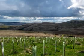 Over 100,000 new trees were planted at Gorpley Reservoir as part of an ambitious project to reduce flood risk. Credit: National Trust Victoria Holland