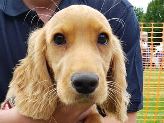 Halifax RSPCA to hold first fun dog show this July in over 18 months