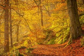 Autumn Morning at Hardcastle Crags by Lorna Tennent.
