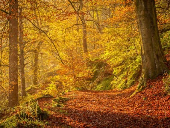 Autumn Morning at Hardcastle Crags by Lorna Tennent.