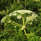 Giant Hogweed warning issued in Halifax by trade body