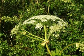 Giant Hogweed warning issued in Halifax by trade body