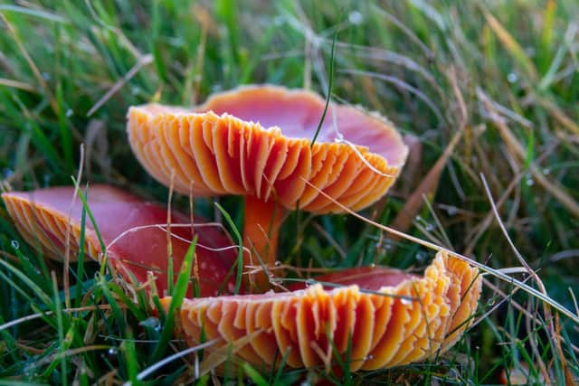Scarlet Waxcap. Pic: National Trust Images/Victoria Holland