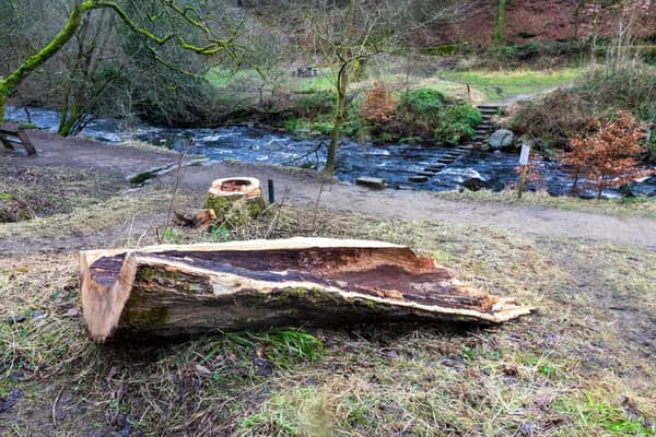 An ash tree that was felled in January this year, following a tree safety inspection. Copyright National Trust Images/Natalie Pownall.