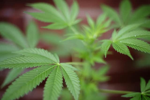 Cannabis plants were found at a property in Brighouse town centre (Getty Images)