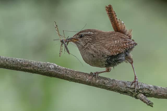First place: Barbara Lansdell’s ‘Wren’.