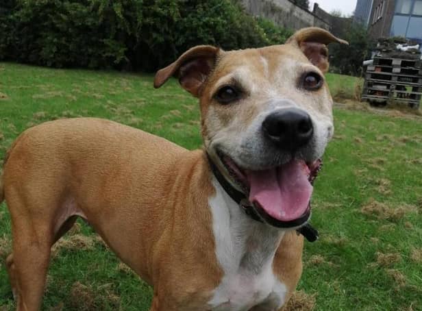 Huge demand for lockdown dogs sees RSPCA rehome 175 canines in West Yorkshire in 2020