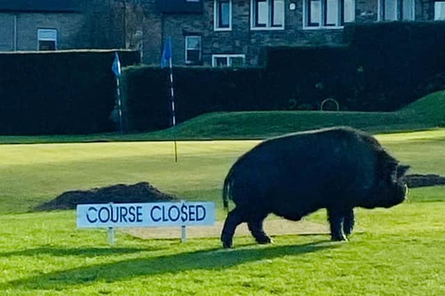 The pig was one of two that had caused chaos at Lightcliffe Golf Club earlier in the day