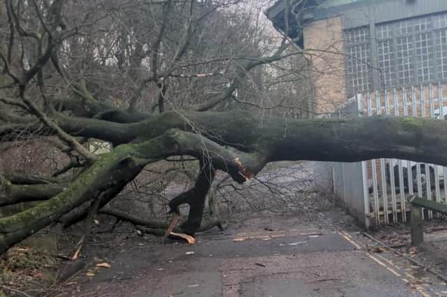 The fallen tree at Shibden. Photo by Coffee Culture.