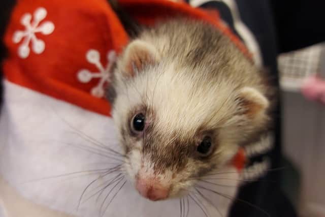 Peanut the ferret peeks out of a Christmas stocking