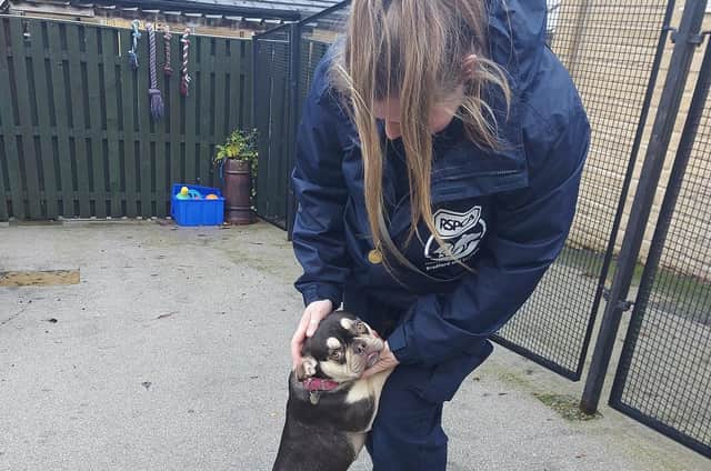 Puppy Ada needed rehoming by the Halifax, Huddersfield and Bradford branch of the RSPCA
