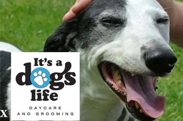 Today, with the support of It's a Dogs Life Halifax, we are sharing the story of Max who is in need of a new family.
