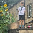 Seven-year old Zach Garcie stands proudly next to the giant 14ft sunflower in Halifax that he has been growing since Easter.