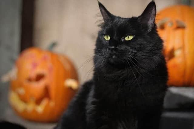 Cats Protection released instructions to ensure your cat's safety this Halloween