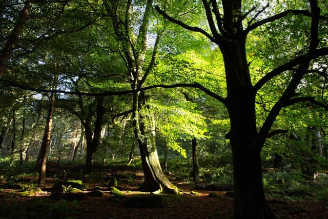 Hardcastle Crags is home to a wide variety of interesting wildlife, including massive colonies of the northern hairy wood ant which can be found in the woodland. Photo: Bruce Fitzgerald