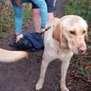 A fully trained former lifeguard’s clear-headed actions saved a woman’s life after she fell into a fast-flowing freezing river by Sowerby Bridge while attempting to rescue a novice guide dog
