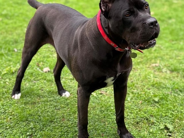 Vegas, a large female five year old dog who is about to head to a new home
