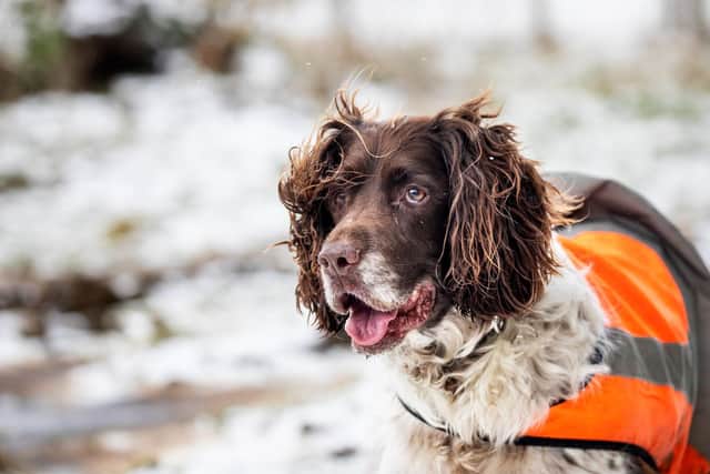 RSPCA issues animal welfare warning as arctic temperatures spread