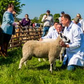 All set for the upper Valley's agricultural and countryside showcase: Farmer Chris Adamson, one of the directors of Todmorden Show, with his Kerry Hill sheep