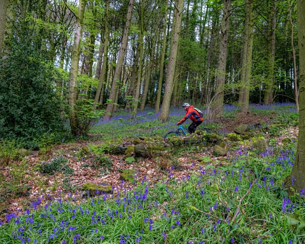 A mountain biker passes the bluebells in Esholt Woods in West Yorkshire near Leeds and Bradford