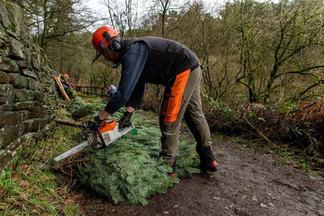 Countryside Officer, Chris Sutcliffe and volunteers recycling christmas trees to build hedge rows at Ogden Water country park