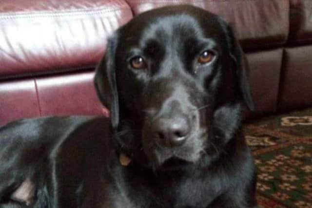 Bella, the pet labrador of 73-year-old Ovenden resident Allan Hough, was reported stolen to police after last being seen walked on Four Fields, off Cousin Lane last month.