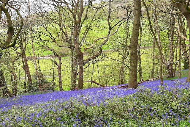 Marianne Sellars shared this picture of bluebells in Elland woods