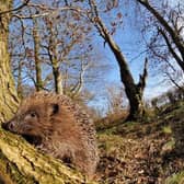 The mini-heat spike this weekend could bring a boost to soon-to-be hibernating hedgehogs and dormice.