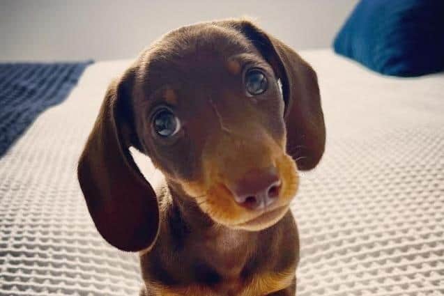Little Lola, a miniature Dachshund, was just 10 weeks old and weighed less than two bags of sugar when she was rushed to the vets with heart failure.
heart failure.